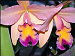 Laelia Santa Barbara Sunset